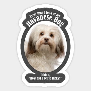 Lucky Havanese Sticker